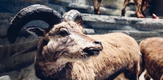 Oaia albastră (Pseudois nayaur), un mamifer copitat din regiunile muntoase