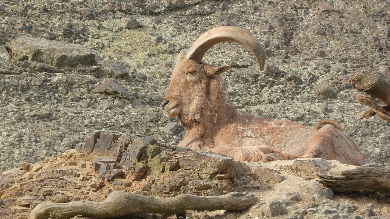 Oaia cu coamă (Ammotragus lervia), un mamifer copitat din regiunile uscate și stâncoase