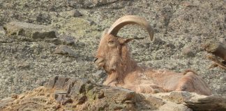 Oaia cu coamă (Ammotragus lervia), un mamifer copitat din regiunile uscate și stâncoase