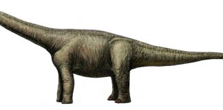 Opisthocoelicaudia, dinozaurul erbivor ,,Coada proptea” din Cretacicul superior