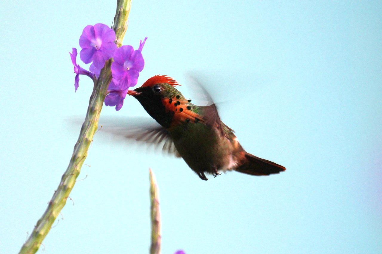 Păsări colibri, zâna împodobită (Lophornis ornatus) de dimensiuni mici