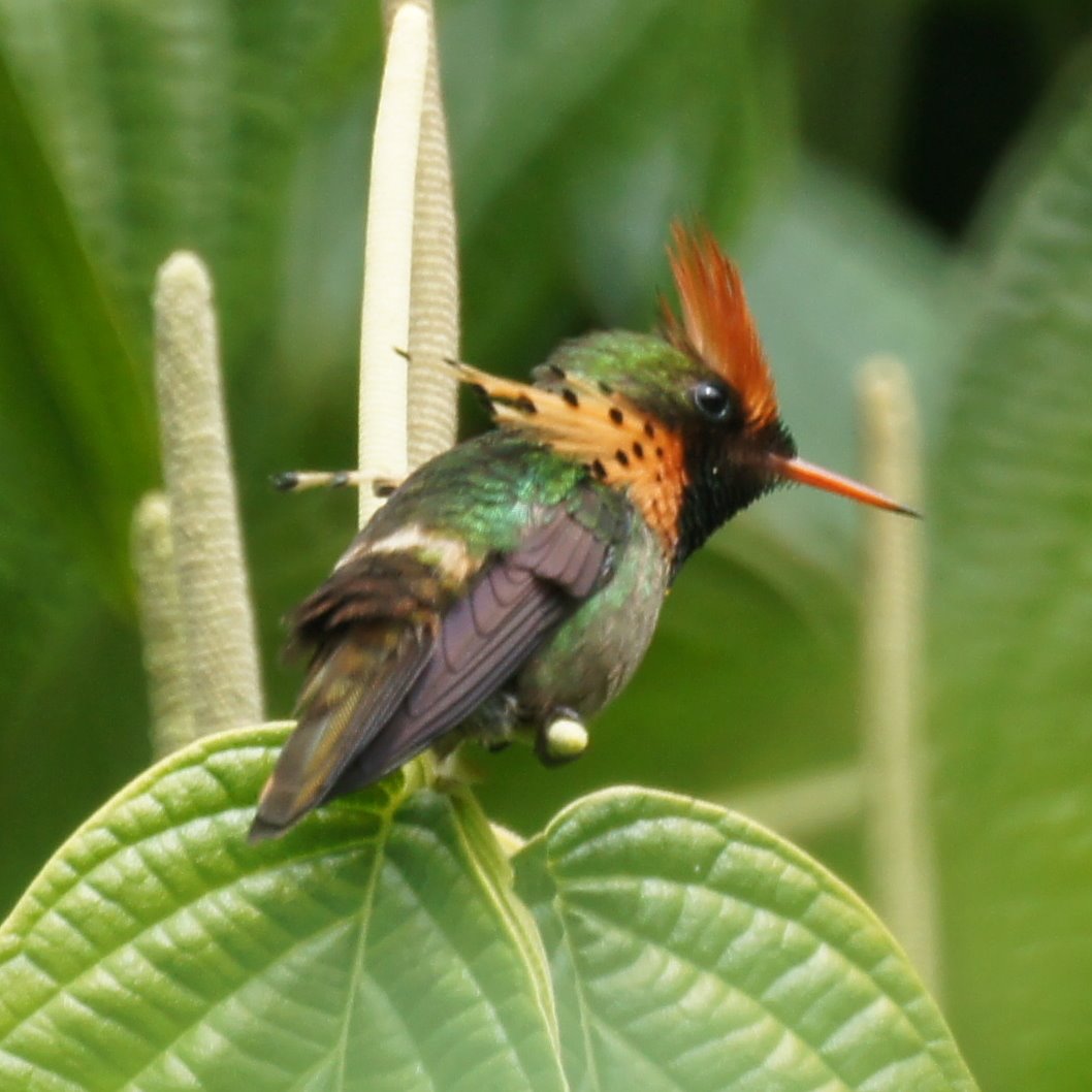 pasari colibri