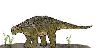 Panoplosaurus, dinozaurul asemănător unui taur