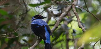 Pasari albastre feerice, ursitoarea albastră (Irena puella)