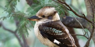 Pescărușul albastru din Noua Guinee (Dacelo novaeguineae), cea mai mare specie de pescăruș