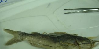 Peștele bagre marinus are spini veninoși și mustăți lungi