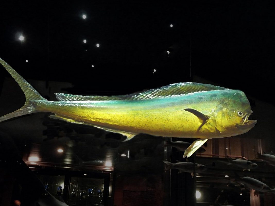 Peștele-delfin (Coryphaena hippurus), cunoscut sub numele de dorada Peștele-delfin (Coryphaena hippurus), cunoscut sub numele de dorada