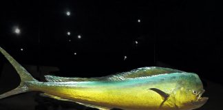 Peștele-delfin (Coryphaena hippurus), cunoscut sub numele de dorada