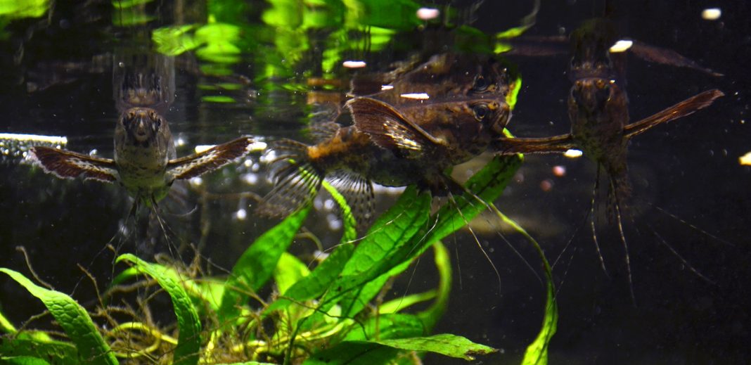 Peștele-fluture de apă dulce (Pantodon buchholzi), află totul despre el Peștele-fluture de apă dulce (Pantodon buchholzi), află totul despre el