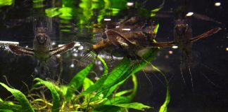 Peștele-fluture de apă dulce (Pantodon buchholzi), află totul despre el