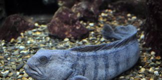 Peștele-lup (Anarhichas lupus), trăiește la adâncimi de cel mult 600 m