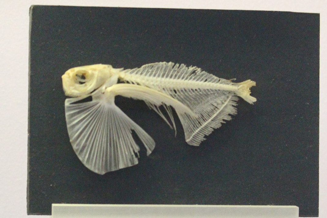 Peștele-topor cu aripioare pătate Peștele-topor cu aripioare pătate