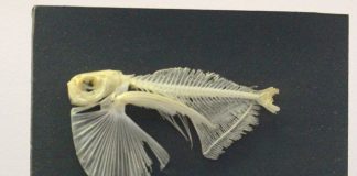 Peștele-topor cu aripioare pătate