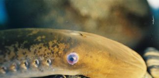 Pești agnati, chișcarul marin (Petromyzon marinus) de aproximativ 2,5 kg