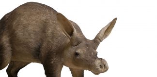 Porcul-furnicar (Orycteropus afer), un mamifer săpător