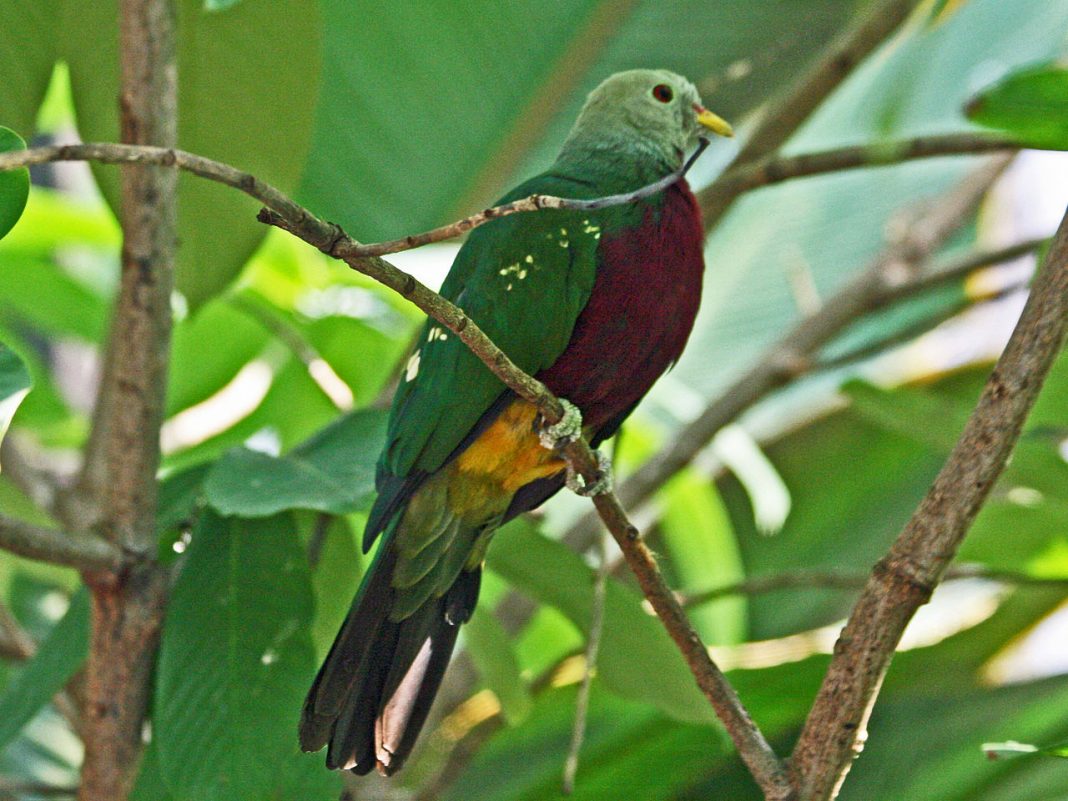 Porumbelul magnific de fructe (Ptilinopus magnificus) din Australia Porumbelul magnific de fructe (Ptilinopus magnificus) din Australia