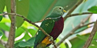 Porumbelul magnific de fructe (Ptilinopus magnificus) din Australia