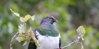Porumbelul neozeelandez (Hemiphaga novaeseelandiae), o specie cu un penaj frumos