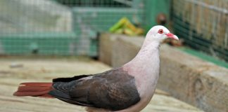 Porumbelul roz (Columba mayeri), o pasăre nemigratoare foarte rară