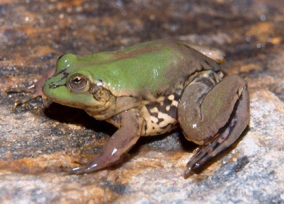 Pseudis paradoxa, Foto: karapaia.livedoor.biz