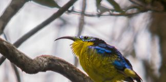 Păsări Asity din Insula Madagascar