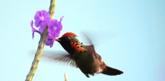 Păsări colibri, zâna împodobită (Lophornis ornatus) de dimensiuni mici