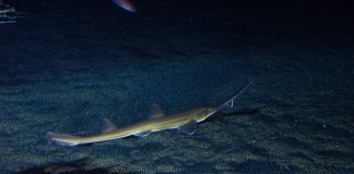 Rechinul fierăstrău japonez (Pristiophorus japonicus), află totul despre această specie