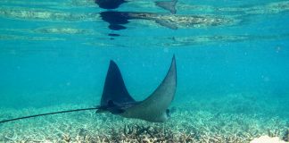 Rechinul-vultur (Myliobatis aquila), un pește cartilaginos numit vulturul-de-mare