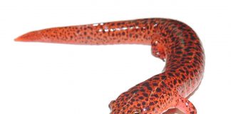 Salamandra roșie (Pseudotriton ruber), vezi în ce păduri sunt răspândite