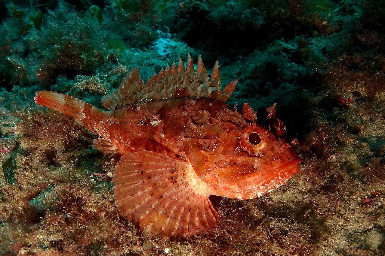 Scorpia de mare (Scarpoena porcus), pește osos răpitor