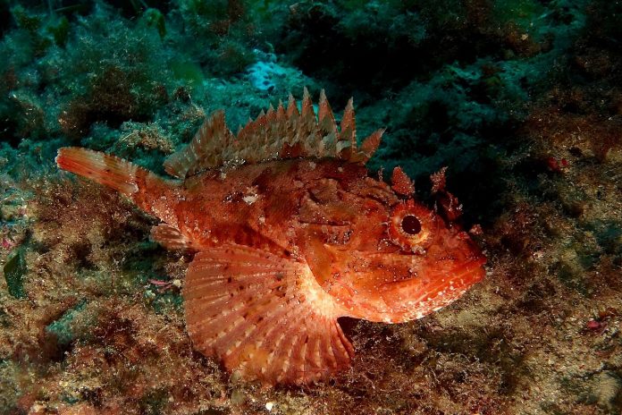 Scorpia de mare (Scarpoena porcus), pește osos răpitor