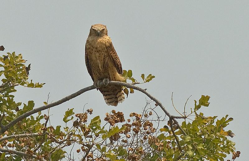 Scotopelia peli, Foto: leesbird.com