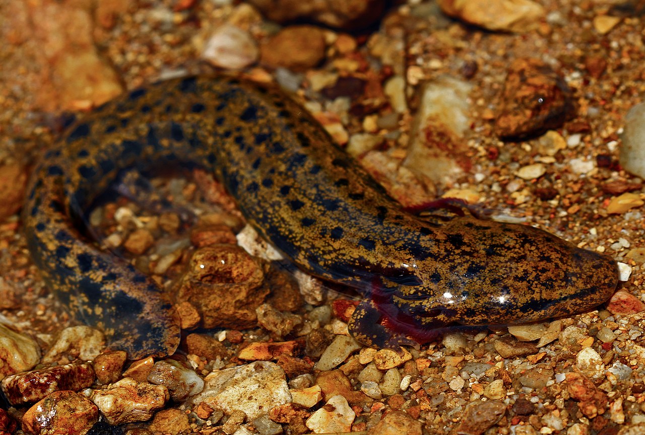 Specii de salamandre, cățelul de apă (Necturus maculosus)