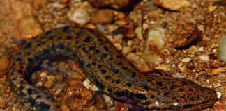 Specii de salamandre, cățelul de apă (Necturus maculosus)