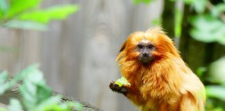 Tamarinul-leu auriu (Leontopithecus rosalia), o primată cu coamă
