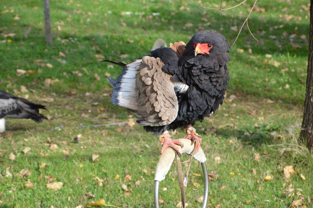 Terathopius ecaudatus