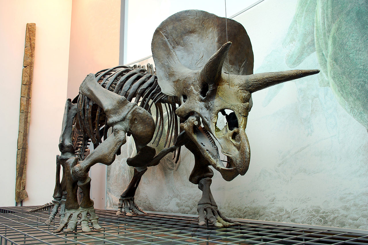 Triceratops