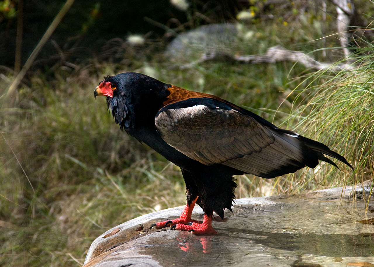 Uliul Gaukler (Terathopius ecaudatus), o pasăre de pradă