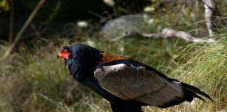 Uliul Gaukler (Terathopius ecaudatus), o pasăre de pradă