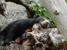 Ursul cocotierilor (Helarctos malayanus), ursul-de-miere din Asia de Sud-Est