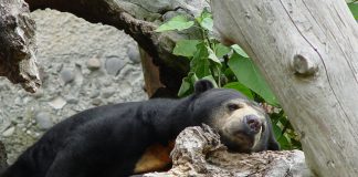 Ursul cocotierilor (Helarctos malayanus), ursul-de-miere din Asia de Sud-Est