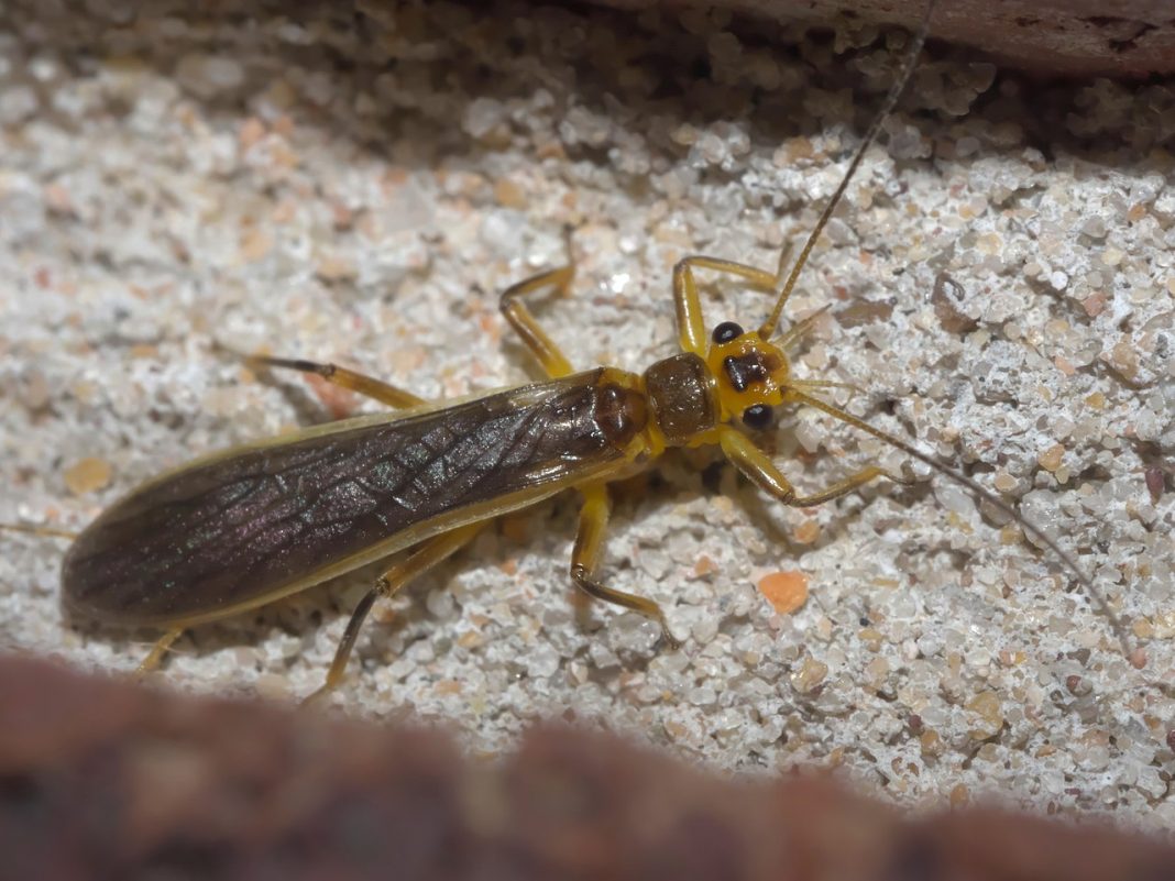 Vezi ce muște de piatră comune conține familia Perlidae