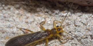 Vezi ce muște de piatră comune conține familia Perlidae