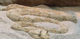 Vipera cu corn deșertică (Cerastes cerastes), populează regiunile aride