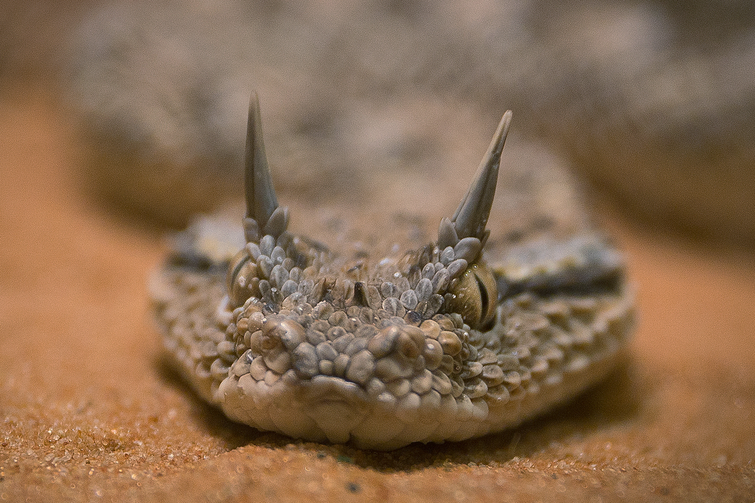 Vipera cu corn deșertică