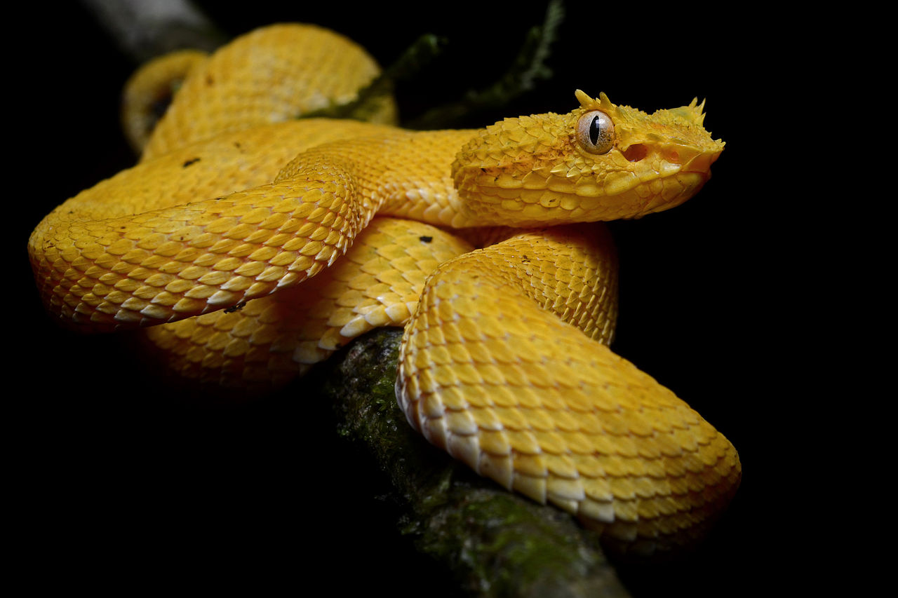 Vipera cu gene (Bothriechis schlegelii), trăiește în pădurile tropicale