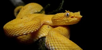 Vipera cu gene (Bothriechis schlegelii), trăiește în pădurile tropicale