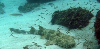 Wobbegong (Orectolobus maculatus), rechinul care vânează pe fundul apei