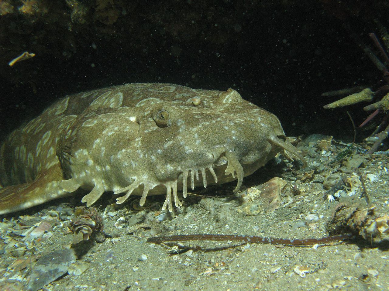 Wobbegong