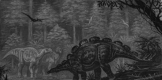 Wuerhosaurus, dinozaurul cu armură descoperit în China